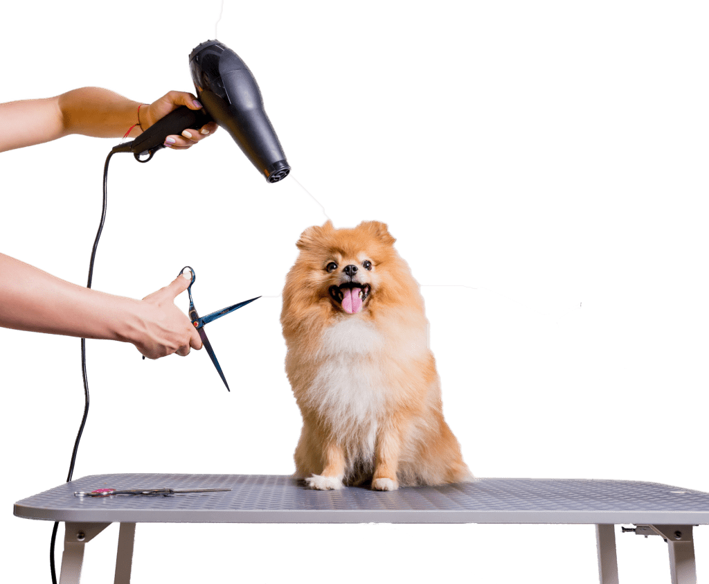 A pomeranian sits happily on a groomer's table while the groomer prepares their tools.